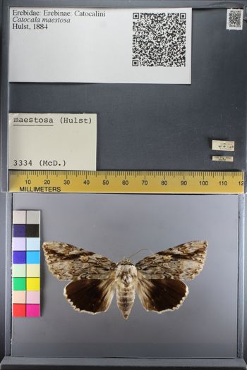 Media type: image;   Entomology 741293